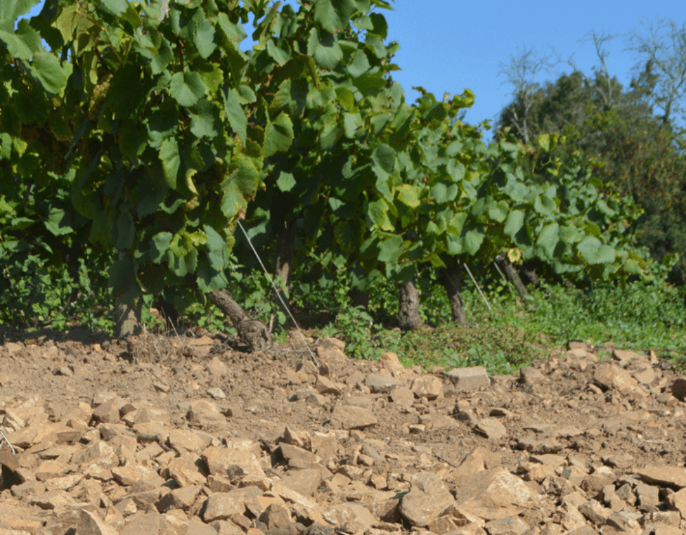 Domaine de la Chauvinière